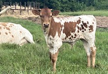 Bull Calf DUNN RICOCHET / DUNN HALLELUJAH