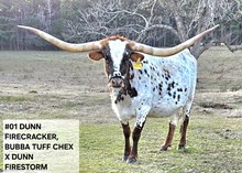 DUNN FIRECRACKER