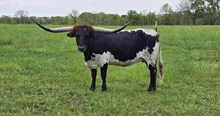Bubba's Gypsy Skye TK