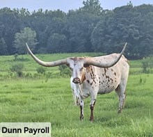 DUNN PAYROLL