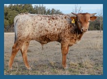 DBL-K DRAGONETTE bull
