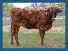 DBL-K HAPPY STREAK heifer