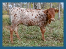 DBL-K HIGHNESS HEIFER