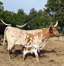 Bull Calf DUNN RICOCHET / DUNN HALLELUJAH