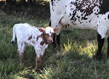 Rag Doll bull