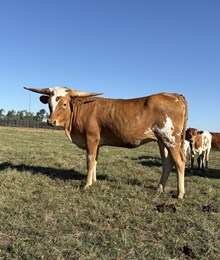 BC Heifer - RTTS 1