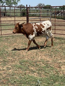 BC Heifer - RTTS 2