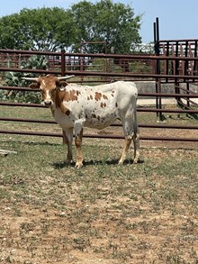 BC Heifer - RTTS 4