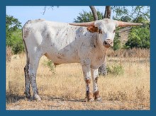 DBL-K JUMEE STEER