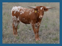 DBL-K LEAPER HEIFER