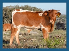 DBL-K OVERLOOK BULL