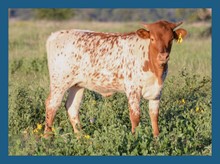 DBL-K PRICEY PONY HEIFER