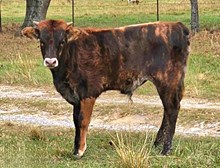DGDL calf