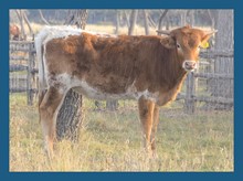 DBL-K SPICE HEIFER