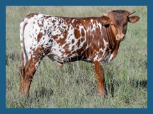 DBL-K SPICE X WHEELS STEER