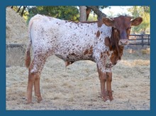 DBL-K STYLIST STEER