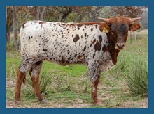 DBL-K WINNIE HEIFER